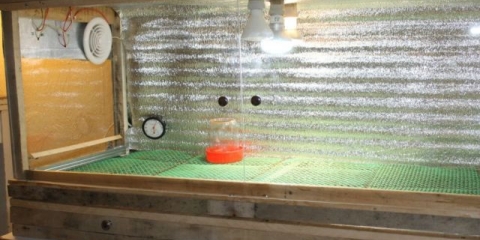 Kako vlastitim rukama napraviti brooder za prepelice